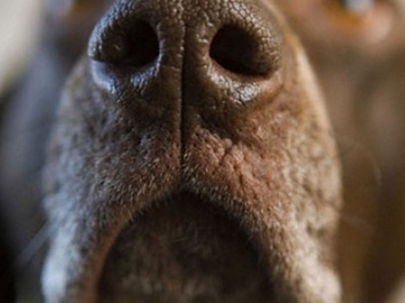 ∪･ｪ･∪疫情期間也要跟你待在一起！狗狗在醫療及情感上的貢獻